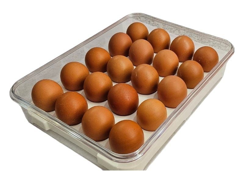 Mnm Box Deals | Egg Storage Container With Handle Egg Storage Container with Handle - Image 4
